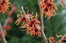 hamamelis jelena