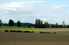 rows on Sauvie's